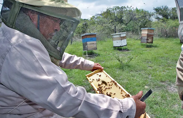 Producción de miel en México aumentó el 5%