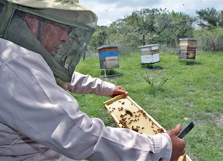 Producci&oacute;n de miel en M&eacute;xico aument&oacute; el 5%