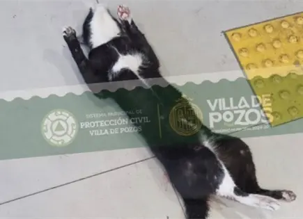 Rescatan a un gato atrapado en sucursal bancaria