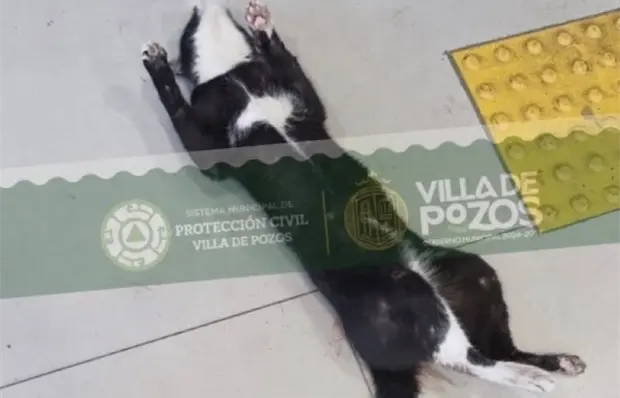 Rescatan a un gato atrapado en sucursal bancaria