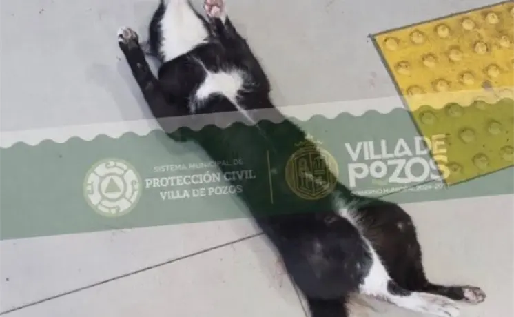 Rescatan a un gato atrapado en sucursal bancaria Rescatan a un gato atrapado en sucursal bancaria