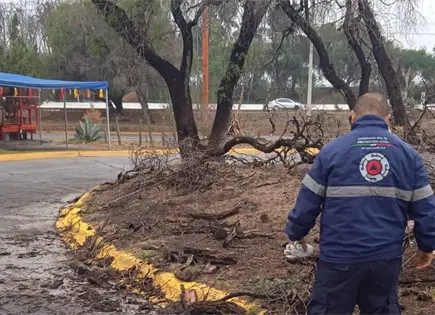 Cinco árboles caídos tras recientes lluvias en la capital Cinco árboles caídos tras recientes lluvias en la capital