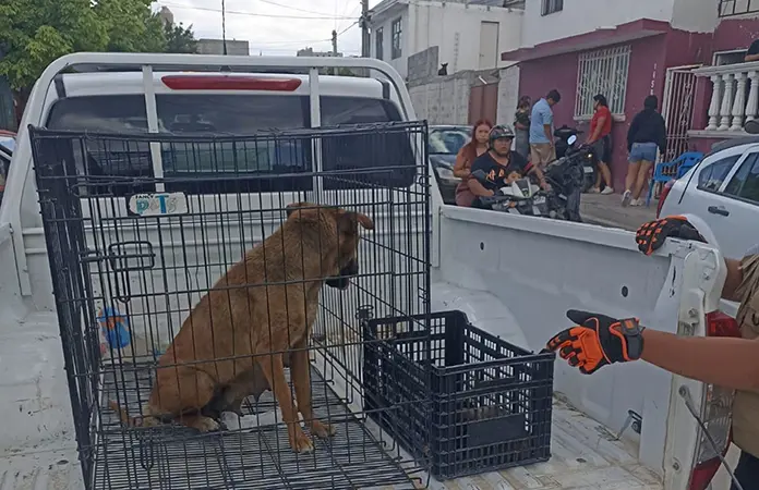 Rescata PC mascota; estaba abandonada