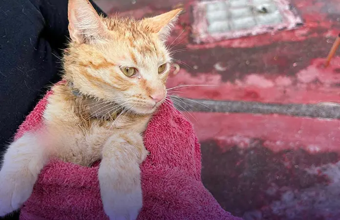 Rescatan bomberos dos gatos y una víbora