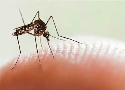 Alertan por dengue tras intensas lluvias Alertan por dengue tras intensas lluvias