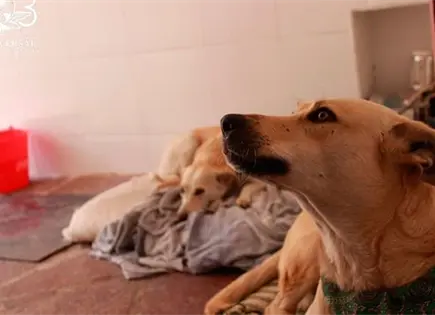 Casi 80% de las familias potosinas tiene una mascota Casi 80% de las familias potosinas tiene una mascota