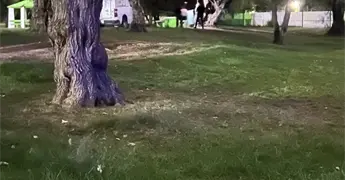 Hallan a hombre suspendido de un &aacute;rbol en el Tangamanga I