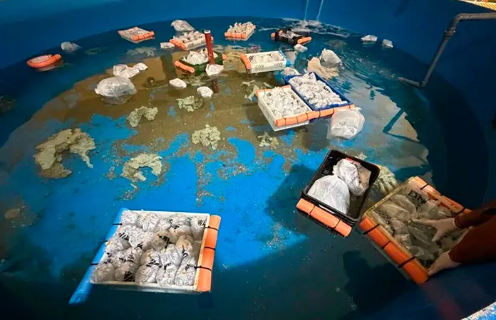 Incauta Argentina más de 700 animales marinos
