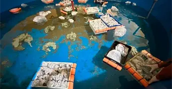 Incauta Argentina m&aacute;s de 700 animales marinos