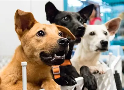 D&iacute;a del Perro sin Raza: &iquest;Por qu&eacute; se celebra este 28 de mayo?