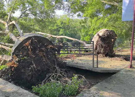 Fotos | Por tormentas, m&aacute;s de 30 &aacute;rboles ca&iacute;dos y da&ntilde;os en Axtla