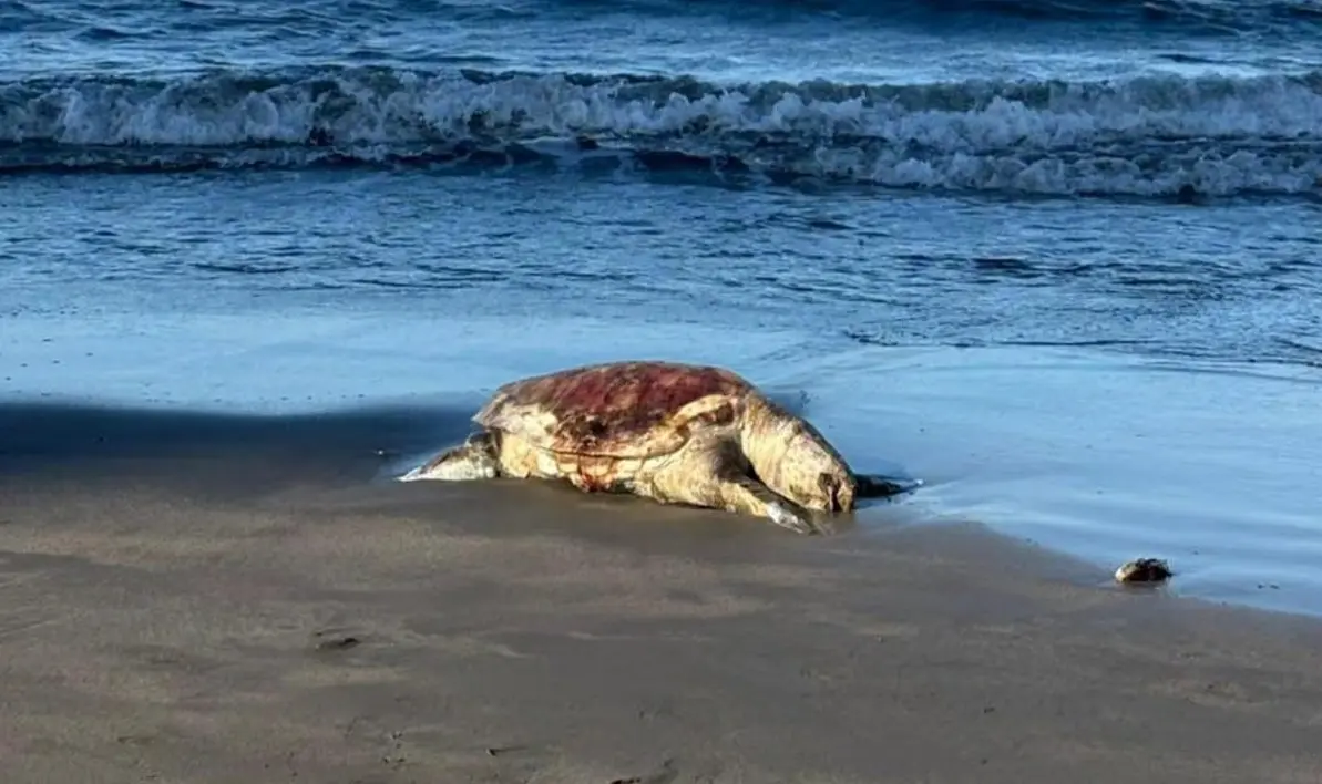 Greenpeace denuncia derrame en el Golfo de México