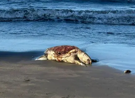 Greenpeace denuncia derrame en el Golfo de México Greenpeace denuncia derrame en el Golfo de México