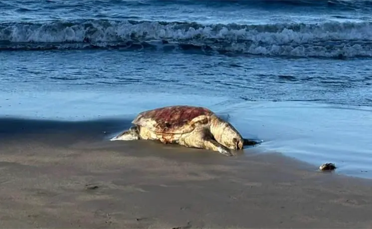 Greenpeace denuncia derrame en el Golfo de México Greenpeace denuncia derrame en el Golfo de México
