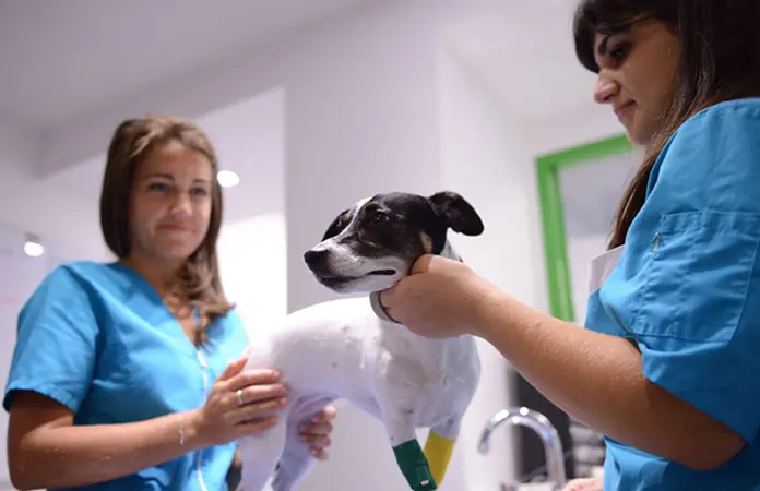 Inician campaña para esterilizar mascotas en Villa de Pozos