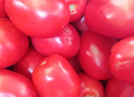 Aranceles al jitomate pegan por partida doble a productores Aranceles al jitomate pegan por partida doble a productores