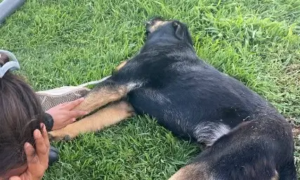 Denuncian presunto asesinato de dos perros en Cerro de San Pedro