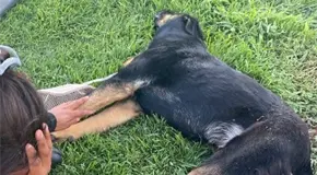 Denuncian presunto asesinato de dos perros en Cerro de San Pedro