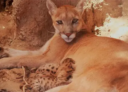 Nacen tres pumas en Centro Ecológico de Sonora: cuidado y monitoreo Nacen tres pumas en Centro Ecológico de Sonora: cuidado y monitoreo