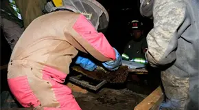 Retira PC peligrosos panales de abejas