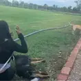Asesinan a dos perros en campos de fútbol Asesinan a dos perros en campos de fútbol