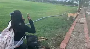 Asesinan a dos perros en campos de f&uacute;tbol