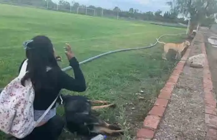 Asesinan a dos perros en campos de f&uacute;tbol
