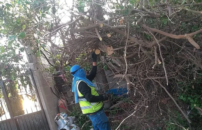 Retiran árboles caídos y ramas