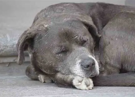 Congreso sigue atrasado para legislar el maltrato animal Congreso sigue atrasado para legislar el maltrato animal