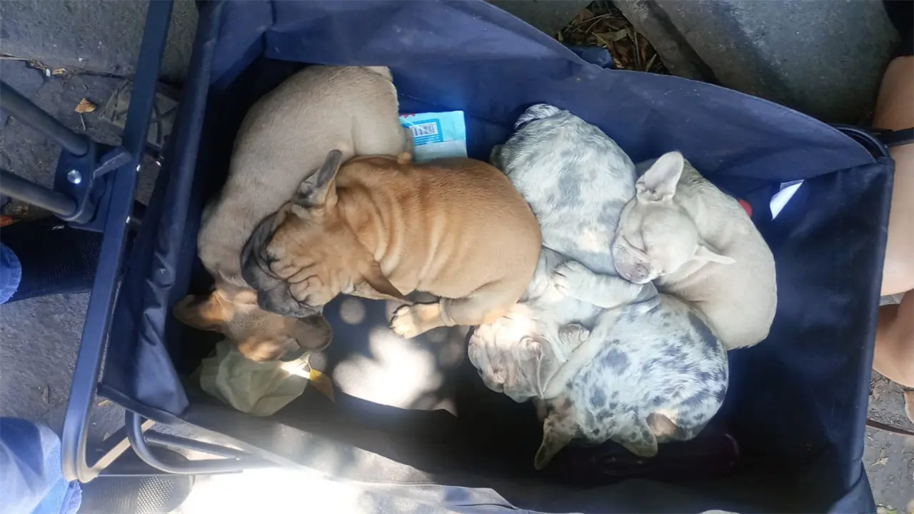 Decomisan seis cachorros por presunta venta irregular
