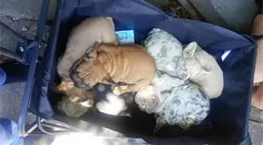 Decomisan seis cachorros por presunta venta irregular