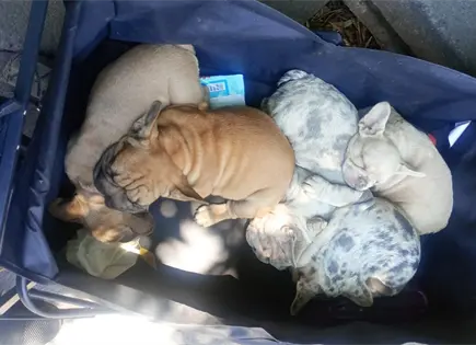 Decomisan seis cachorros por presunta venta irregular Decomisan seis cachorros por presunta venta irregular