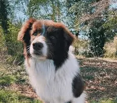 Fallece Echo, el border collie de la serie Heartstopper Fallece Echo, el border collie de la serie Heartstopper