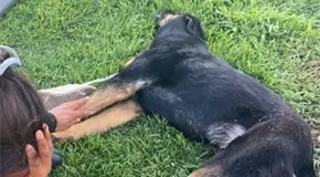 Mantiene FGE en secrecía investigación por muerte perros en CSP