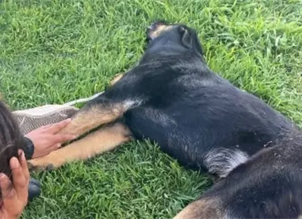 Mantiene FGE en secrecía investigación por muerte perros en CSP Mantiene FGE en secrecía investigación por muerte perros en CSP