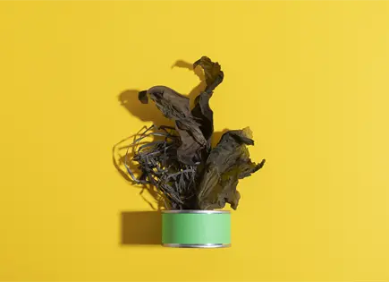 Plantas secas y hojas amarillas: c&oacute;mo devolverles vida en casa