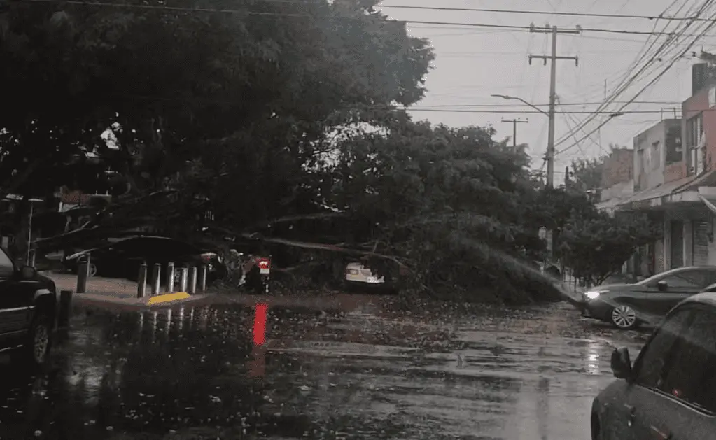 Primera tormenta en Guadalajara deja árboles caídos