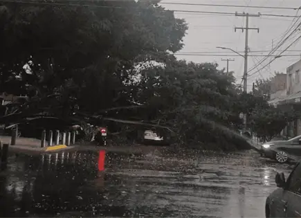 Primera tormenta en Guadalajara deja árboles caídos Primera tormenta en Guadalajara deja árboles caídos