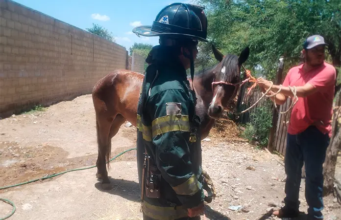 Enjambre de abejas atacan a un caballo