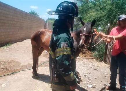 Enjambre de abejas atacan a un caballo