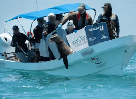 Liberan lobos marinos atrapados en redes en Baja California