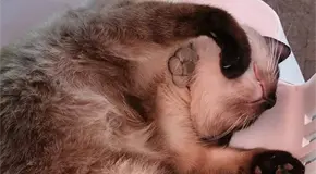 Denuncian el envenenamiento de dos gatos