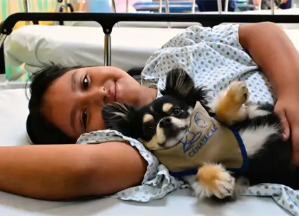 Perros ayudan a ni&ntilde;os a reducir estr&eacute;s hospitalario