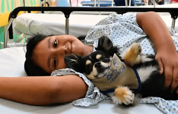 Perros ayudan a ni&ntilde;os a reducir estr&eacute;s hospitalario