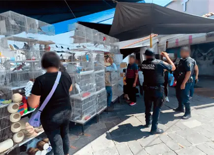 Profepa rescata a 111 animales en 2 municipios de Querétaro Profepa rescata a 111 animales en 2 municipios de Querétaro