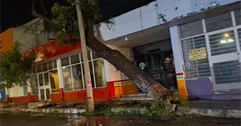 Fuertes vientos colapsan &aacute;rbol