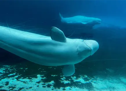 Gobierno de Canad&aacute; respalda traslado de ballenas en Marineland Ontario