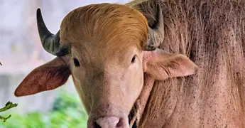 B&uacute;falo albino llamado Donald Trump atrae multitudes en zool&oacute;gico de Daca