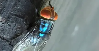 Confirman infestaci&oacute;n de mosca gusano barrenador en Texas: USDA