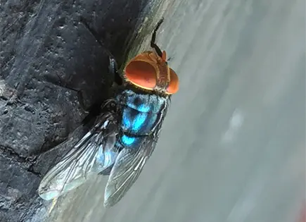 Confirman infestaci&oacute;n de mosca gusano barrenador en Texas: USDA